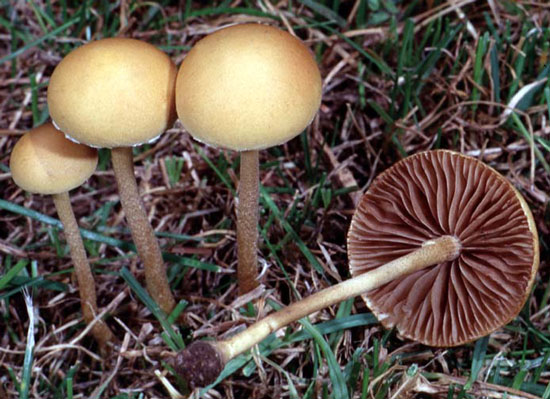 Agrocybe pediades - Fungi species | sokos jishebi | სოკოს ჯიშები